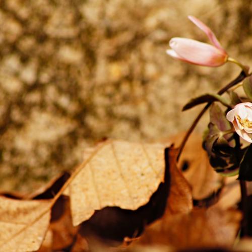 2014 봄꽃마중-이름모름