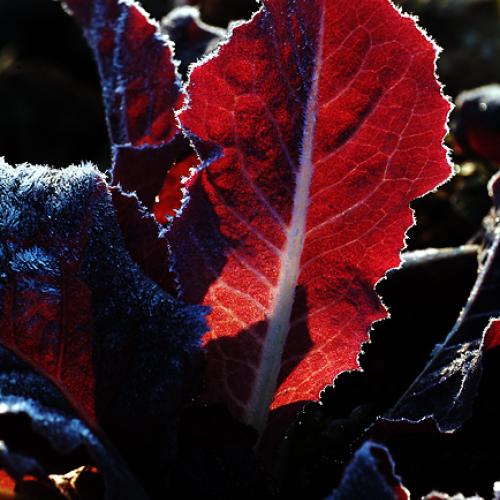 오늘 아침엔136탄