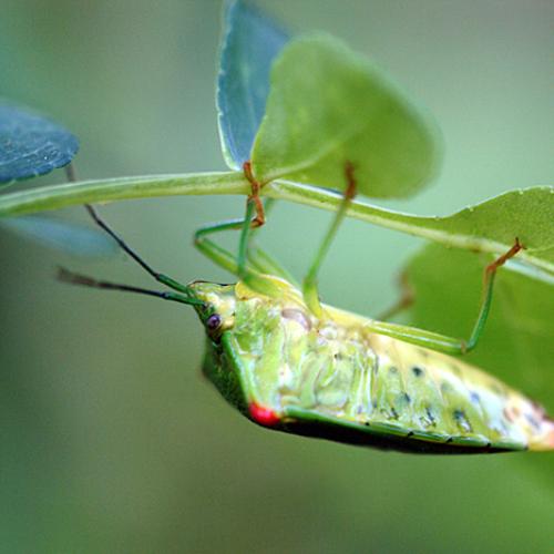 오늘 아침엔182-2탄(분홍다리 노린재)