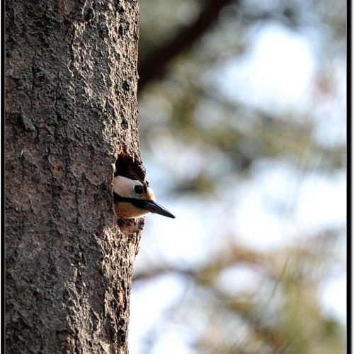 오색딱다구리...2