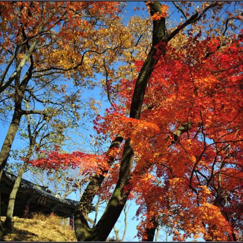 공산성의 늦가을