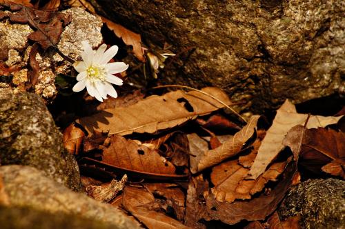 2014 봄꽃마중-바람꽃