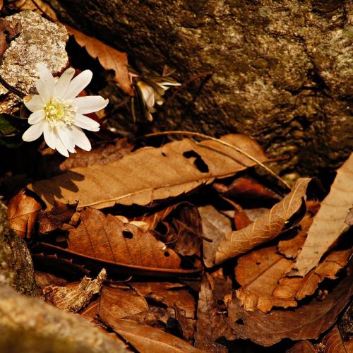 2014 봄꽃마중-바람꽃