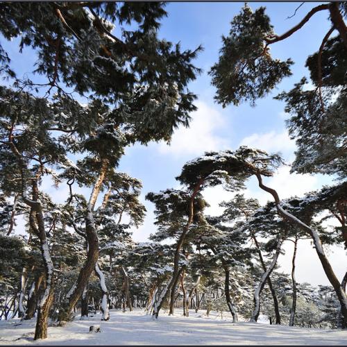 눈내린 아침에...