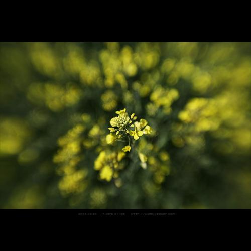 랜즈베이비가 본 봄