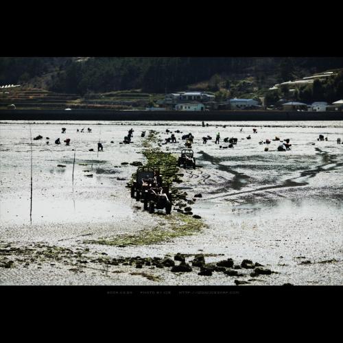 바지락 작업....