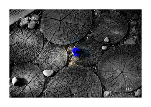 오랫만에? 안부올리며....