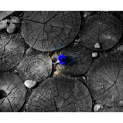 오랫만에? 안부올리며....