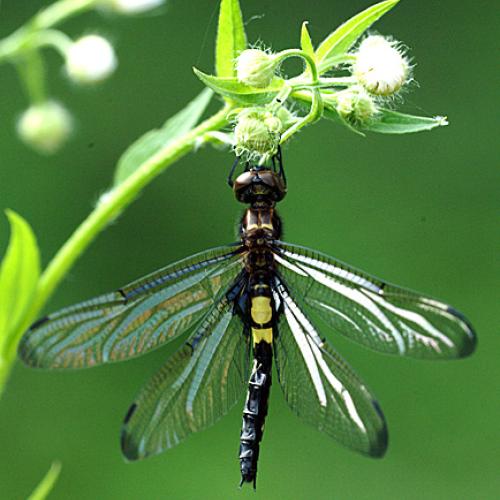 오늘 아침엔183탄(잠자리)