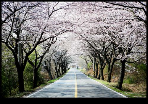 벗꽃터널