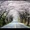 벗꽃터널