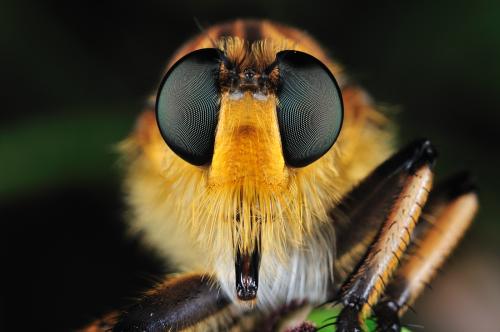 [접사] 왕파리매의 겹눈