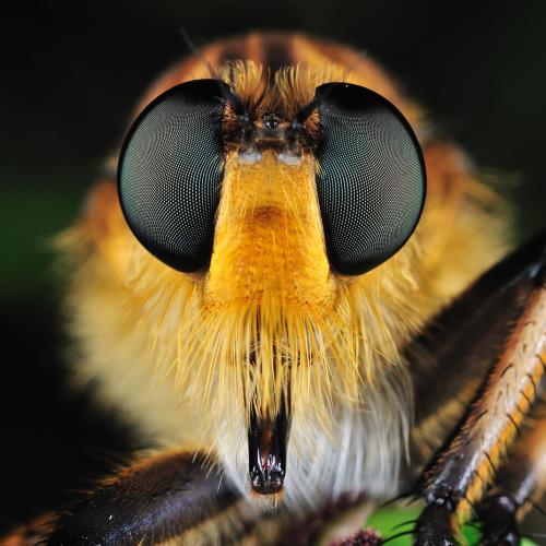 [접사] 왕파리매의 겹눈