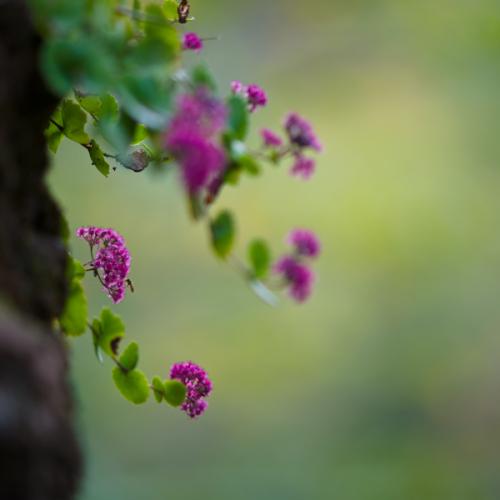 둥근잎꿩의비름