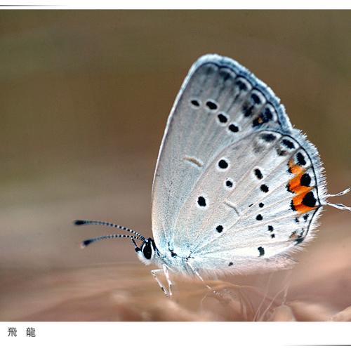 오늘 아침엔 59탄(나비1)