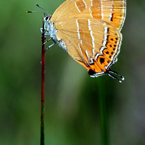 오늘 아침엔183(귤빛부전나비)