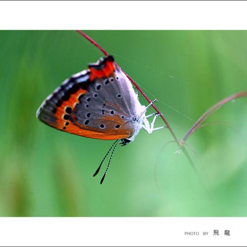 오늘 아침엔60탄(나비2)