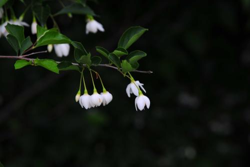 때죽나무/쪽동백나무