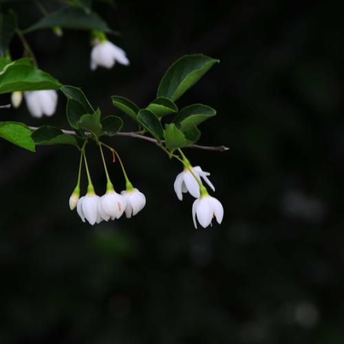 때죽나무/쪽동백나무