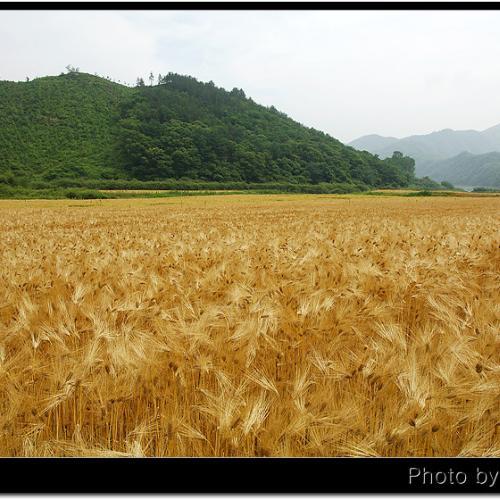 보리밭에서...(사진10장)