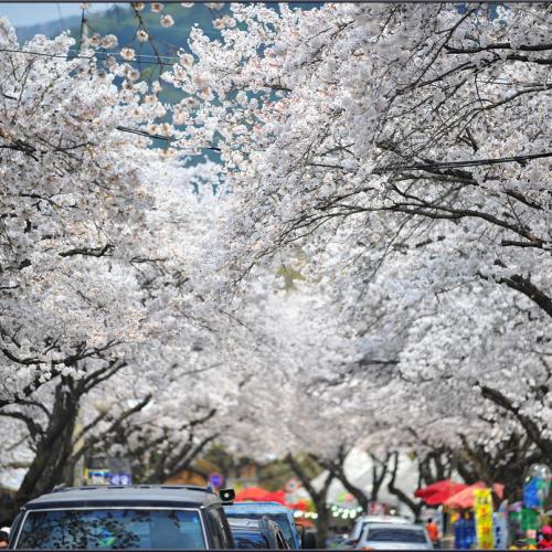 벚꽃 화사한 날에