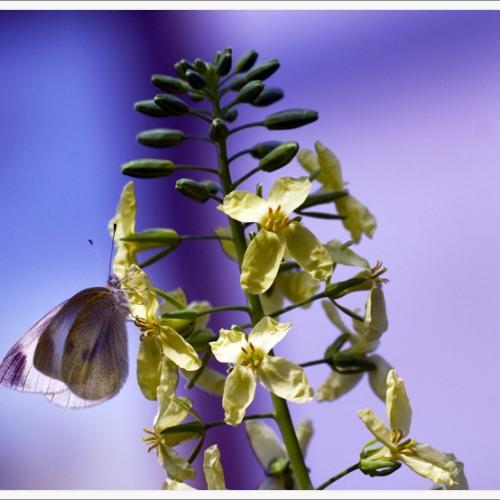 배추흰나비의 산고...