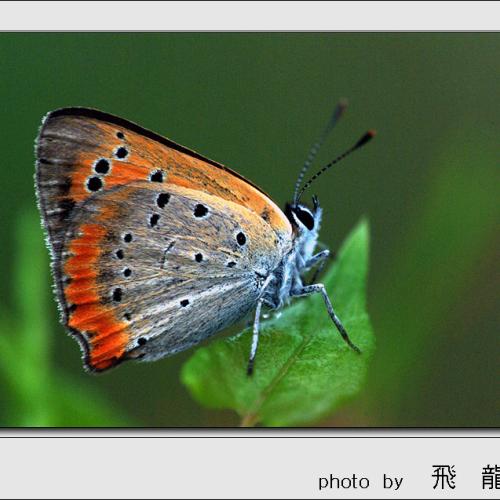 오늘 아침엔 61탄(날구지)