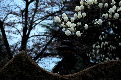 백목련 아래에서...