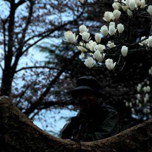 백목련 아래에서...