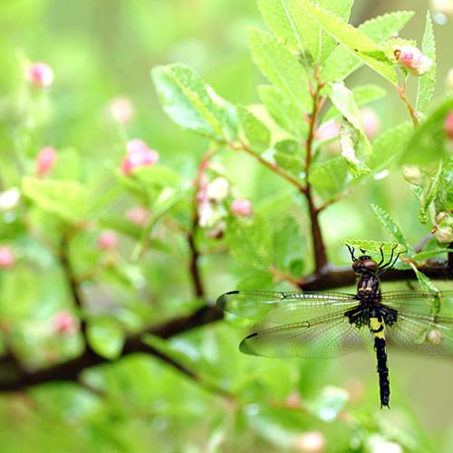 오늘 아침엔184-2(노란허리잠자리)