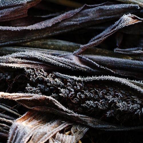 오늘 아침엔137-2탄(서리 연작)