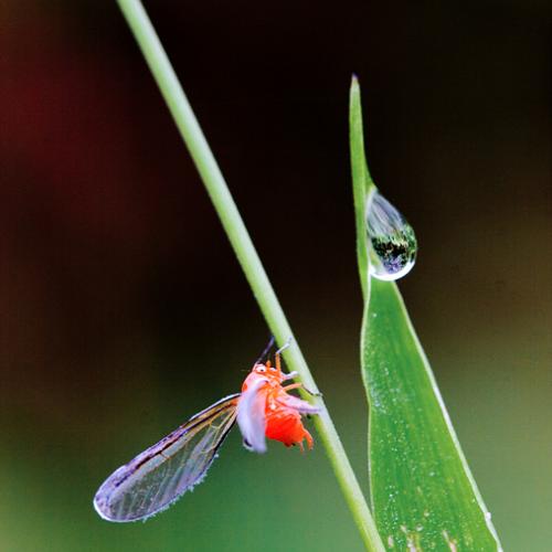 주홍긴날개멸구와...