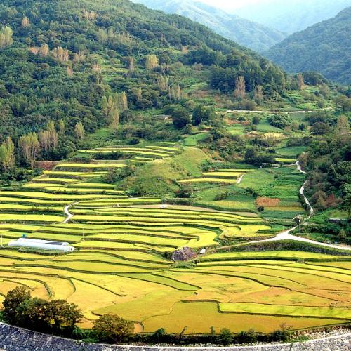 함양 마천의 다락논