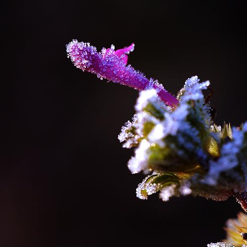 오늘 아침엔137-3탄(서리꽃)