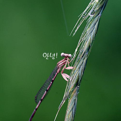 오늘 아침엔184-3