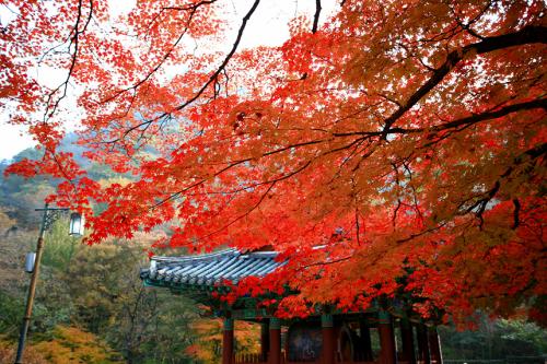 단풍이 있는 두 곳