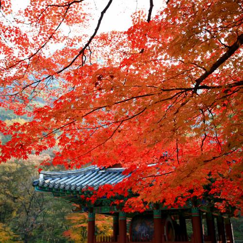 단풍이 있는 두 곳