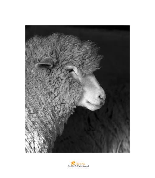 양떼목장에서..