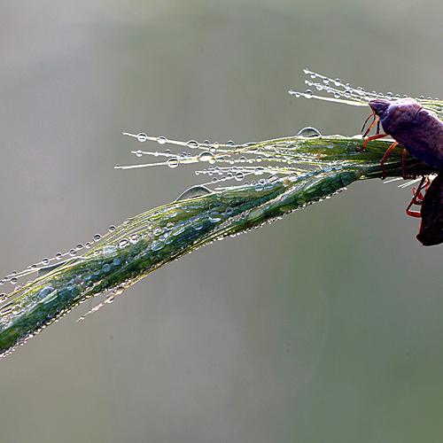 오늘 아침엔185(도토리노린재)