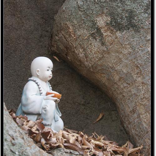 느티나무속 동자승