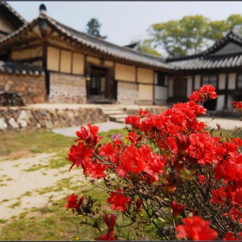 [D200]고택의 봄날