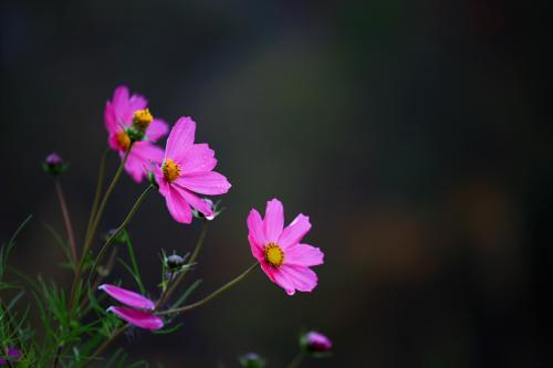 마지막 코스모스