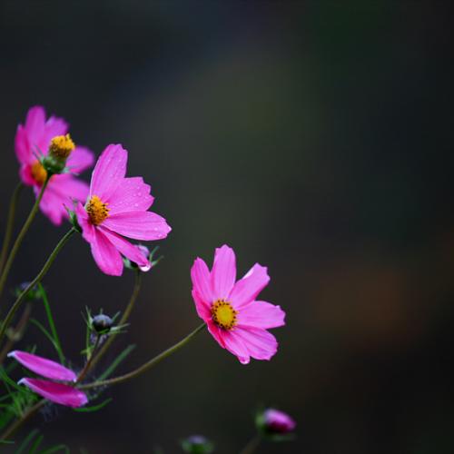 마지막 코스모스