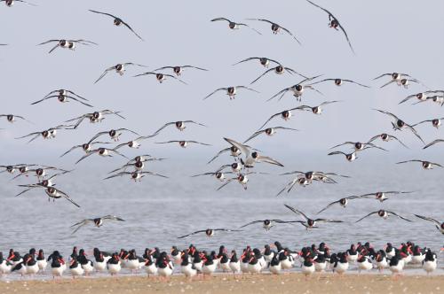 유부도의 검은머리물떼새....