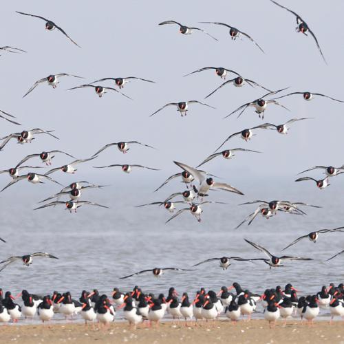 유부도의 검은머리물떼새....