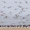 유부도의 검은머리물떼새....