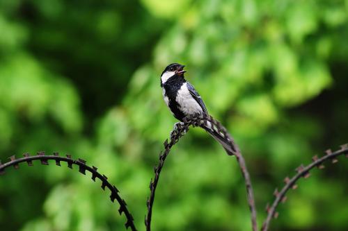 박새(수컷과 암컷)