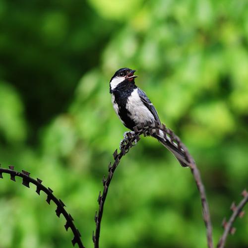 박새(수컷과 암컷)