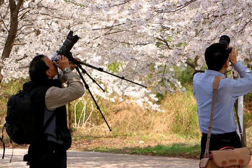 벛꽃촬영중