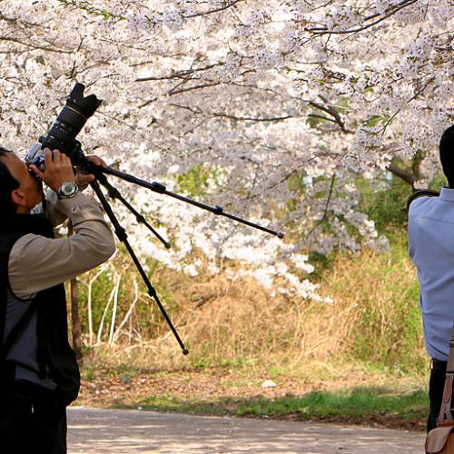 벛꽃촬영중